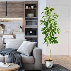 Smoothie Kit -Flourish Garden Hass Avocado 1 FGT