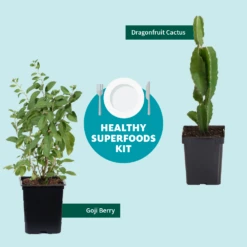 Goji Berry -Flourish Garden Healthy Superfoods Kit Graphic ceafb56f 8262 49e7 9792 ea28ea2e548e