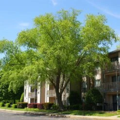 Heritage® River Birch -Flourish Garden Heritage River Birch 3 FGT