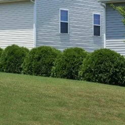 Hetz Midget Thuja Shrub 7 Hetz Midget Thuja Shrub -Flourish Garden Hetz Midget Thuja 6