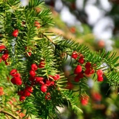 Hicks Yew Tree 11 Hicks Yew Tree -Flourish Garden Hicks Yew7 FGT
