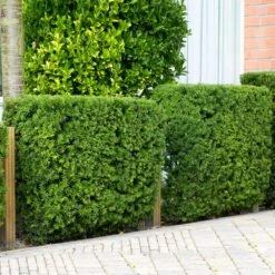 Hicks Yew Tree 9 Hicks Yew Tree -Flourish Garden Hicks Yew 4 FGT