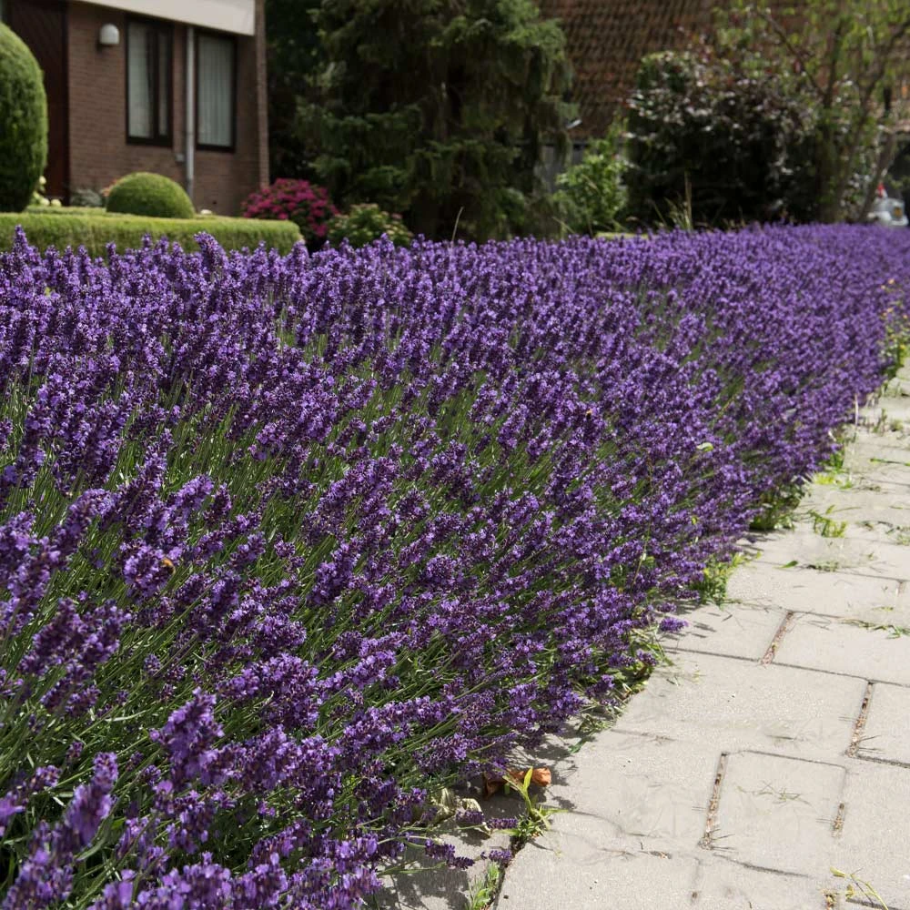 Hidcote Purple Lavender Plant 3 Hidcote Purple Lavender Plant - Image 3