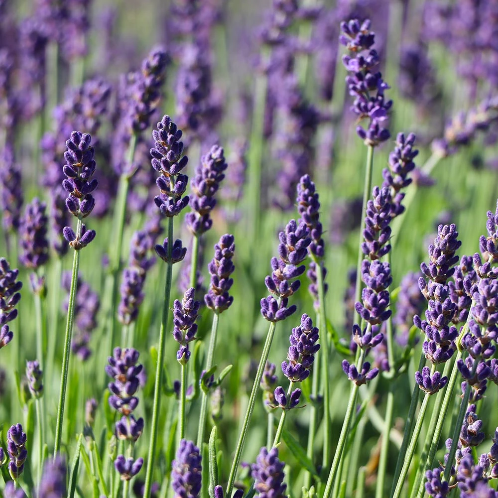 Hidcote Purple Lavender Plant 5 Hidcote Purple Lavender Plant - Image 5