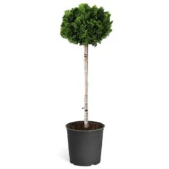 Dwarf Hinoki Cypress Tree -Flourish Garden Hinoki Cypress Standard 1