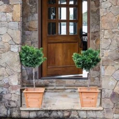 Dwarf Hinoki Cypress Tree -Flourish Garden Hinoki Cypress Standard 2 6bc85b90 3eec 439f 92d1 ae3e8dfe164a