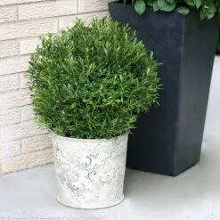 Gem Box® Holly Shrub -Flourish Garden Holly Gem Box 2 FGT