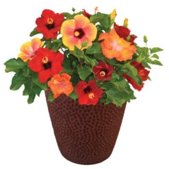 Bloom Bash® Hollywood® Hibiscus -Flourish Garden Hollywood Hibiscu BLoom Bash 1