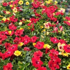 Bloom Bash® Hollywood® Hibiscus -Flourish Garden Hollywood Hibiscu BLoom Bash 5