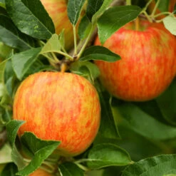 Honeycrisp™ & Cortland Twisted Apple Tree -Flourish Garden Honeycrisp Apple 1 FGT b4d7a1c1 1acb 4110 bf40 3d2f68cb3e7f