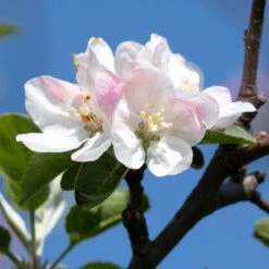 Apple Pollinator Pack -Flourish Garden Honeycrisp Apple 2 BB