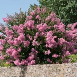 Hopi Crape Myrtle -Flourish Garden Hopi Crape Myrtle 5