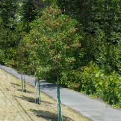 Hot Wings® Maple Tree -Flourish Garden Hot Wings Tartarian Maple 1