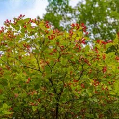 Hot Wings® Maple Tree -Flourish Garden Hot Wings Tartarian Maple 3