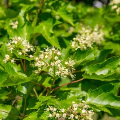 Hot Wings® Maple Tree -Flourish Garden Hot Wings Tartarian Maple 5