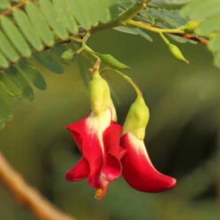 Red Hummingbird Tree (Sesbania Grandiflora) -Flourish Garden Hummingbird Tree 5 FGT