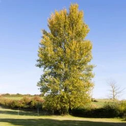 Superior Hybrid Poplar Tree 7 Superior Hybrid Poplar Tree -Flourish Garden Hybrid Poplar 3