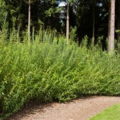 Willow Hybrid Tree -Flourish Garden Hybrid Willow 1