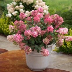Fire Light® Hydrangea Shrub -Flourish Garden Hydrangea FIrelight 6