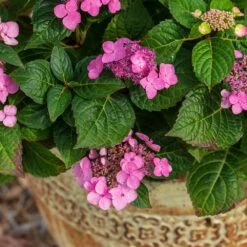 Endless Summer® Pop Star® Bigleaf Hydrangea 8 Endless Summer® Pop Star® Bigleaf Hydrangea -Flourish Garden Hydrangea Pop Star 1