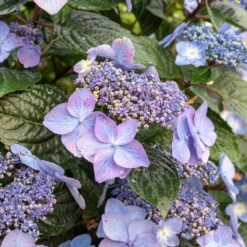Endless Summer® Pop Star® Bigleaf Hydrangea 9 Endless Summer® Pop Star® Bigleaf Hydrangea -Flourish Garden Hydrangea Pop Star 2