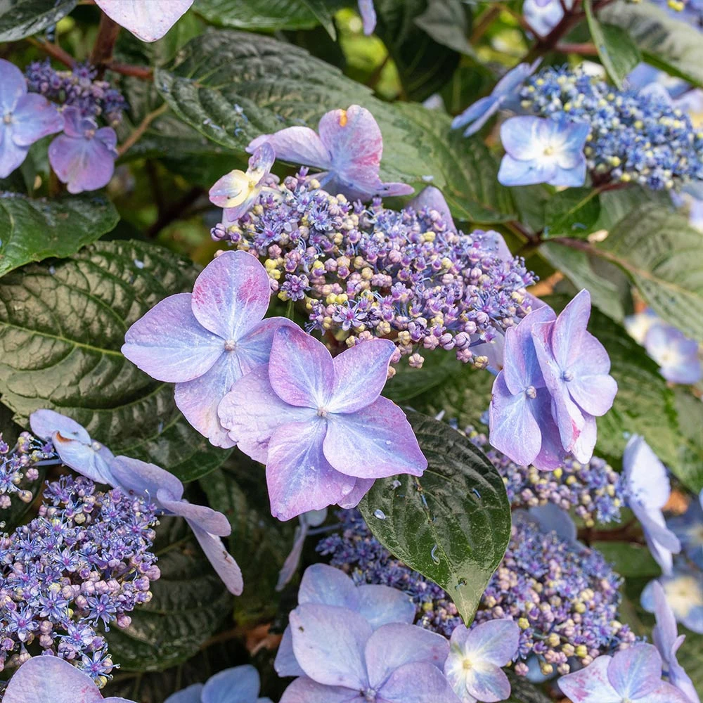 Endless Summer® Pop Star® Bigleaf Hydrangea 5 Endless Summer® Pop Star® Bigleaf Hydrangea - Image 5