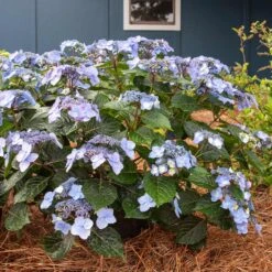 Endless Summer® Pop Star® Bigleaf Hydrangea 7 Endless Summer® Pop Star® Bigleaf Hydrangea -Flourish Garden Hydrangea Pop Star 4 FGT