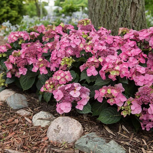 Endless Summer® Pop Star® Bigleaf Hydrangea 1 Endless Summer® Pop Star® Bigleaf Hydrangea