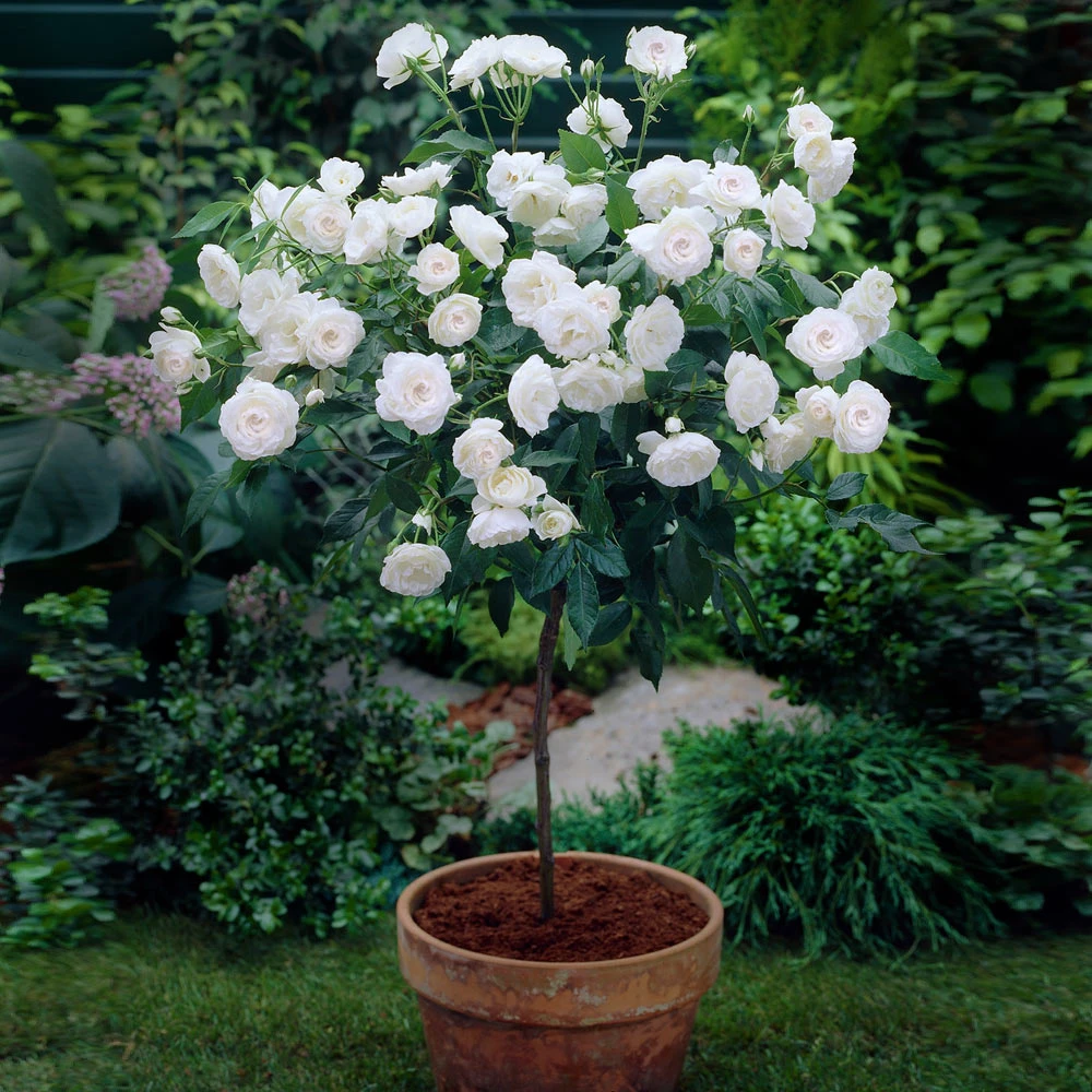 Iceberg Rose Tree 2 Iceberg Rose Tree - Image 2