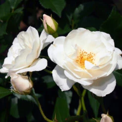 Iceberg Rose Tree 5 Iceberg Rose Tree -Flourish Garden Iceberg Roses 1 FGT 401b5cfd f74e 47cf 8dd3 13db8095f5b6