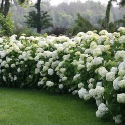 Incrediball® Hydrangea Shrub -Flourish Garden Incrediball Hydrangea 1 FGT