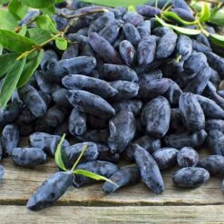Indigo Gem Haskap (Honeyberry) 6 Indigo Gem Haskap (Honeyberry) -Flourish Garden Indigo GEm Haskap 2