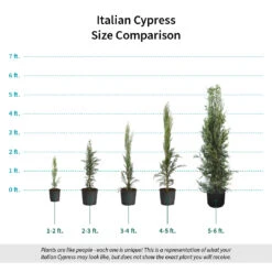 Italian Cypress -Flourish Garden Italian Cypress Size Comparison ugc test