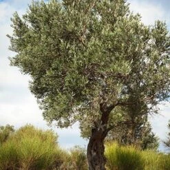 Italian Olive Tree 8 Italian Olive Tree -Flourish Garden Italian Olive Tree 3 450W