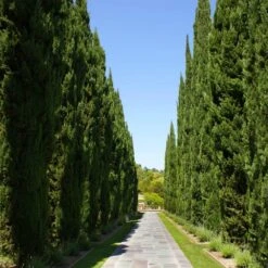Italian Cypress -Flourish Garden Italian Cypress 1 FGT