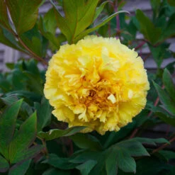 Bartzella Peony -Flourish Garden Itoh Peony Bartzella 4 FGT