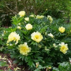 Bartzella Peony -Flourish Garden Itoh Peony Bartzella 5