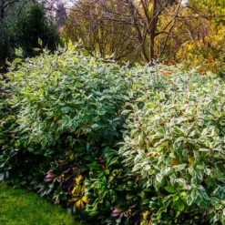 Ivory Halo Dogwood Shrub -Flourish Garden Ivory Halo Dogwood 2