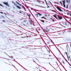 Ivory Halo Dogwood Shrub -Flourish Garden Ivory Halo Dogwood 4