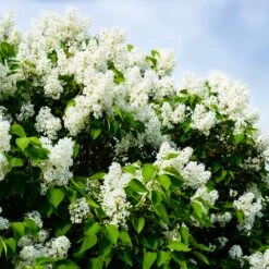 Ivory Silk Japanese Lilac Tree -Flourish Garden Ivory Silk Lilac 1