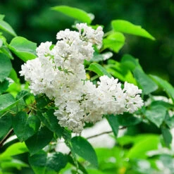 Ivory Silk Japanese Lilac Tree -Flourish Garden Ivory Silk Lilac 2