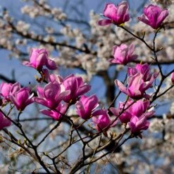 Jane Magnolia -Flourish Garden Jane Magnolia 4 FGT