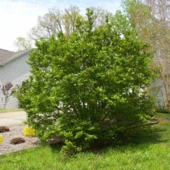 Jane Magnolia -Flourish Garden Janr Magnolia 5 FGT