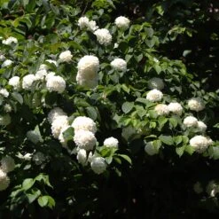 Japanese Snowball Bush -Flourish Garden Japanese VIburnum 2 FGT