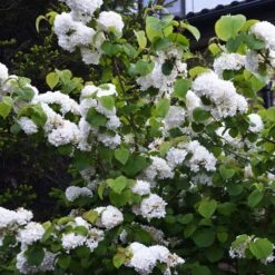 Japanese Snowball Bush -Flourish Garden Japanese VIburnum 5 FGT