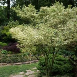 Butterfly Japanese Maple Tree 6 Butterfly Japanese Maple Tree -Flourish Garden Japanese Maple BUtterfly 1
