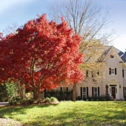 Best Seller -Flourish Garden Japanese Maple Red 1