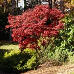 Red Japanese Maple Tree -Flourish Garden Japanese Maple Red 3