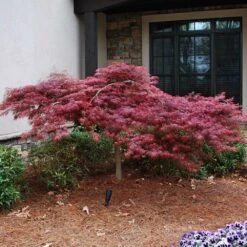 Red Dragon Japanese Maple Tree -Flourish Garden Japanese Maple Red Dragon 2 FGT