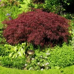 Red Dragon Japanese Maple Tree -Flourish Garden Japanese Maple Red Dragon 3 FGT